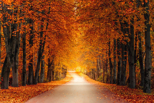 Fall Time Favorites